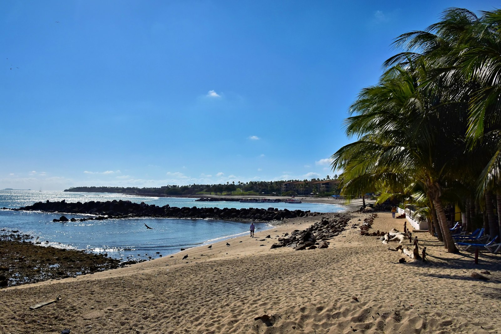 A sunny beach backed by palms with black lava rock running out into calm water, people along the sand.