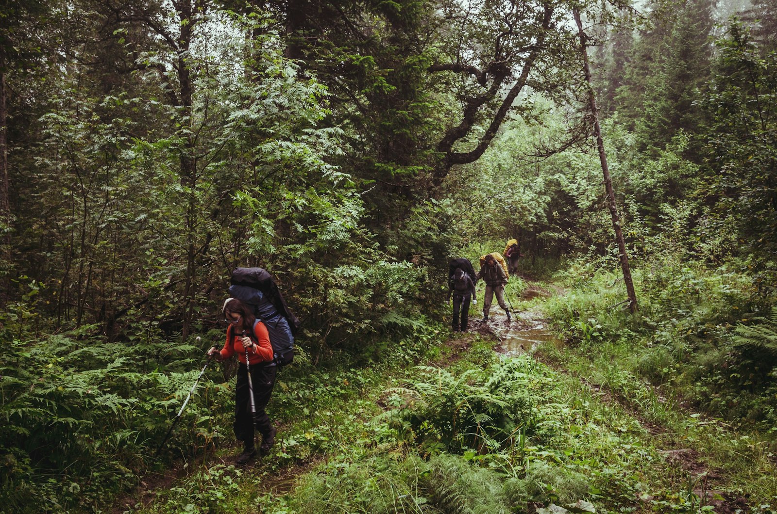 Two hikers in single file on a narrow dirt trail through dense ferns and moss-covered trees.