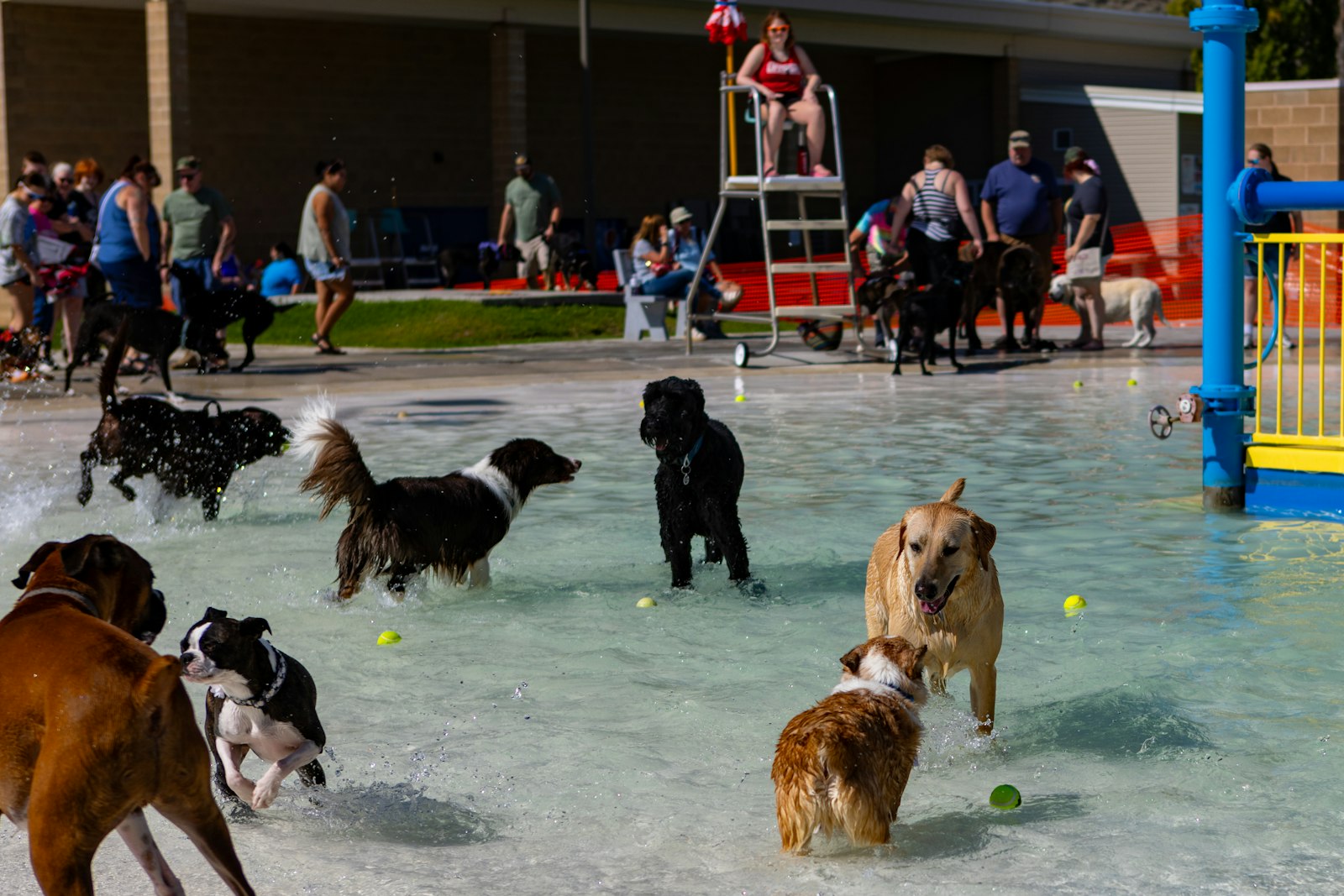 Dogs running loose at a park while their owners stand and watch