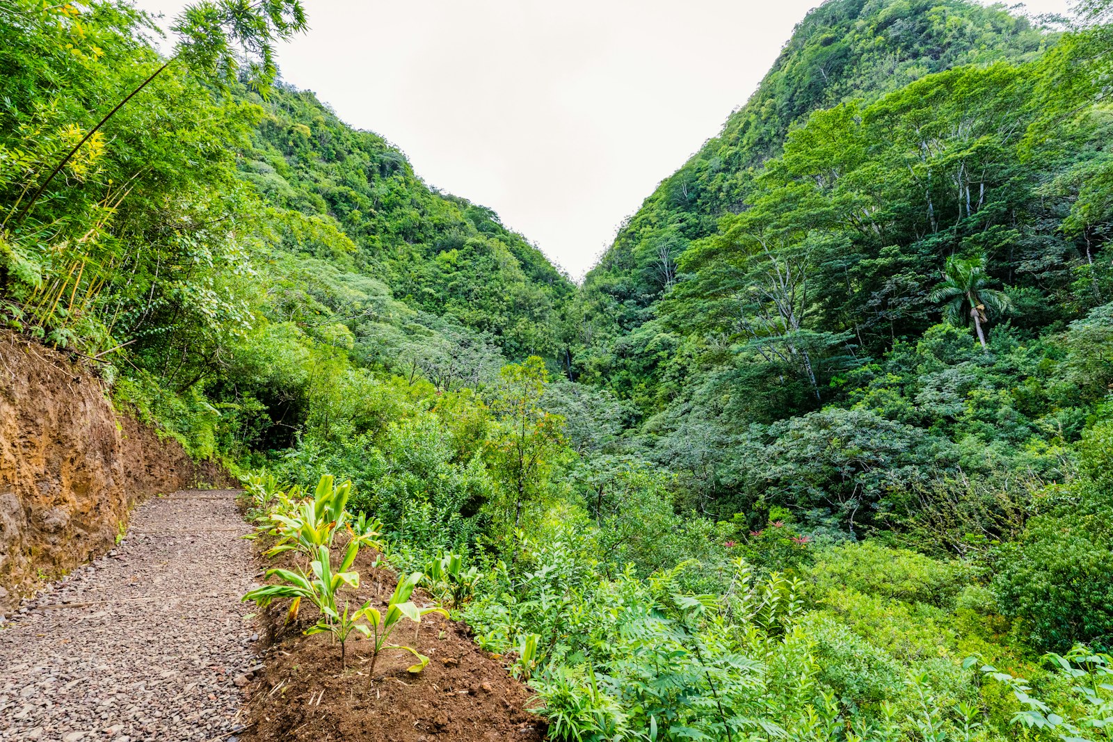 A wet green trail winding through rainforest in a valley on Oahu, one of the things to do on Oahu that isn't the beach.