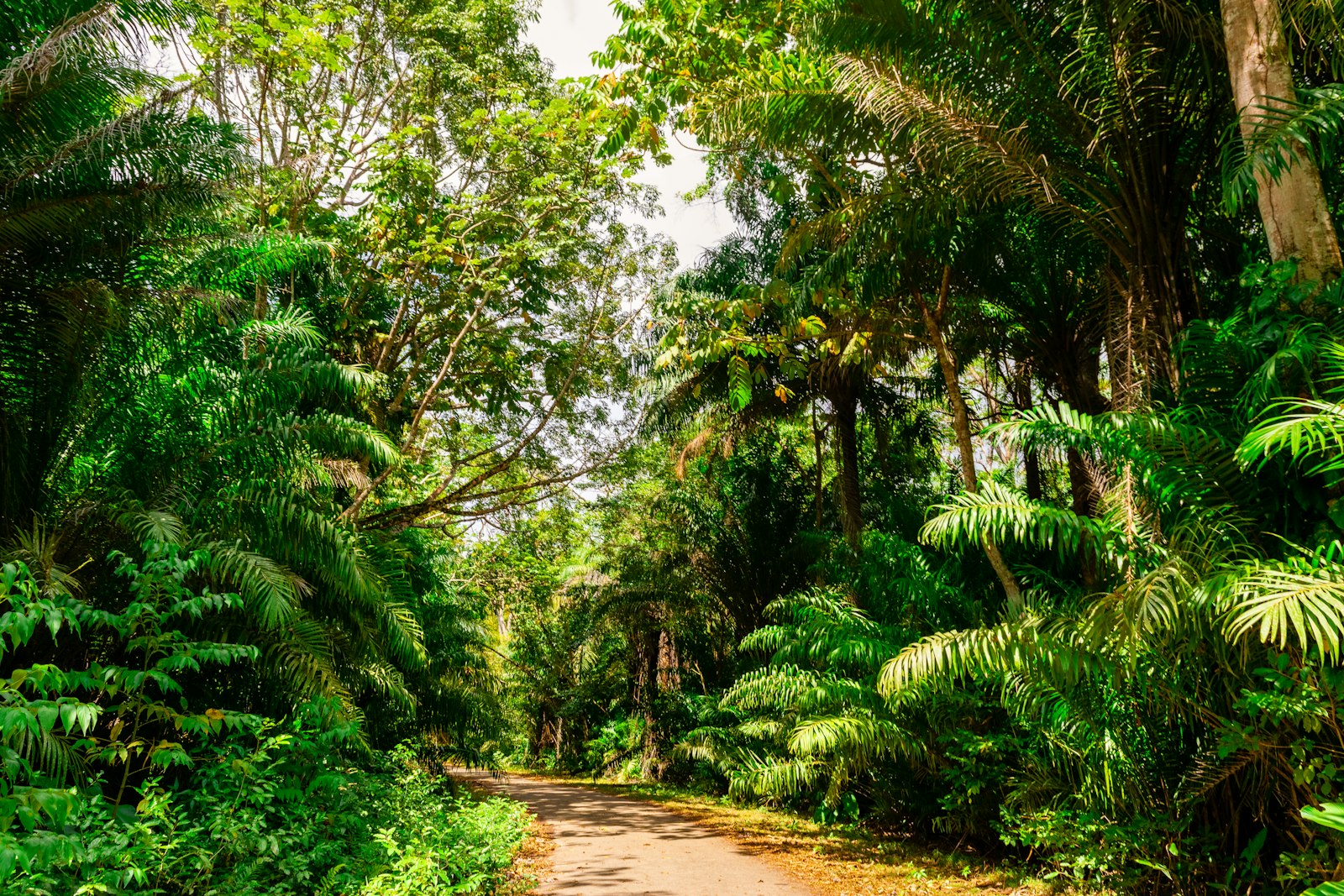 A narrow path through dense rainforest, ferns closing in on both sides.