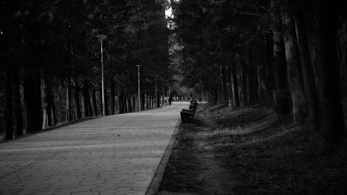 A paved park path with a bench beside tall trees