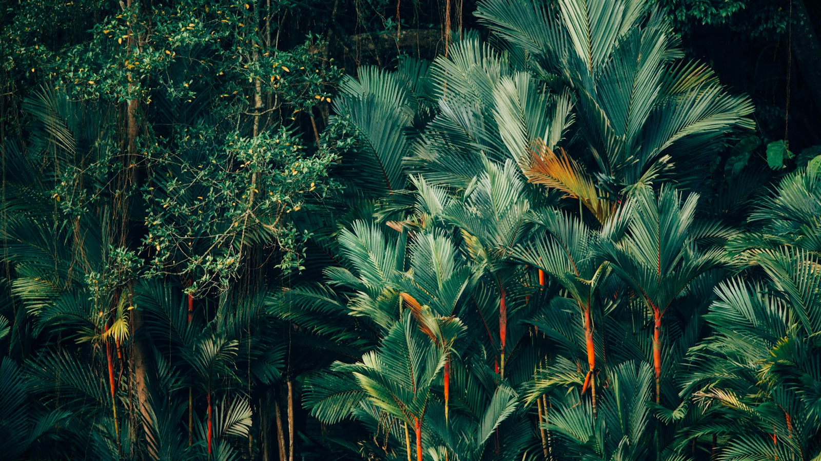Dense tropical foliage with broad palm leaves and hanging vines.