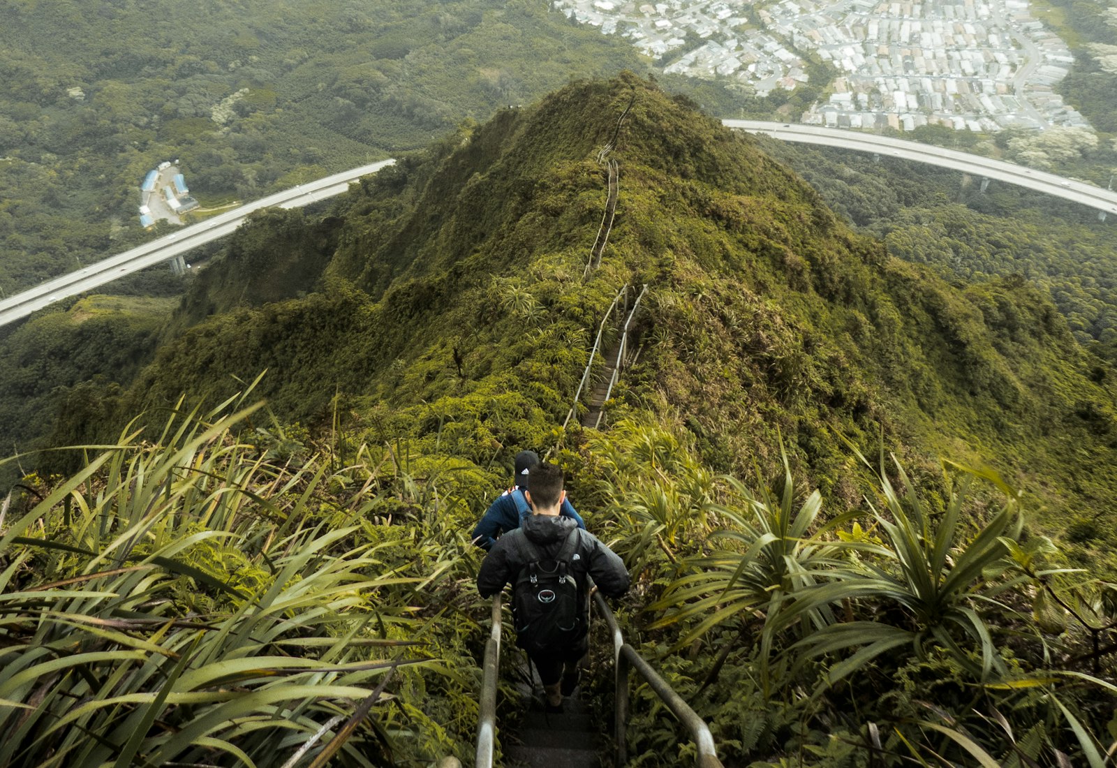 A narrow trail climbing a steep, densely green ridge