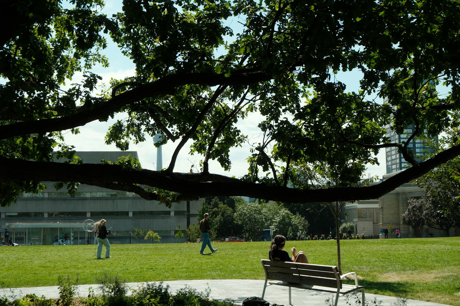 Students sitting on a campus lawn under a large tree